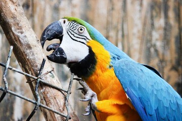 blue and yellow macaw