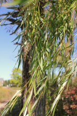 weeping willow tree branches