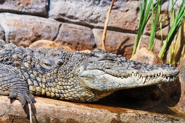 alligator in the everglades
