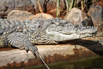 alligator in the swamp