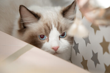 Blue-eyed fluffy cat Ragdoll hid among Christmas gift boxes. Pedigreed cats. Keeping animals....