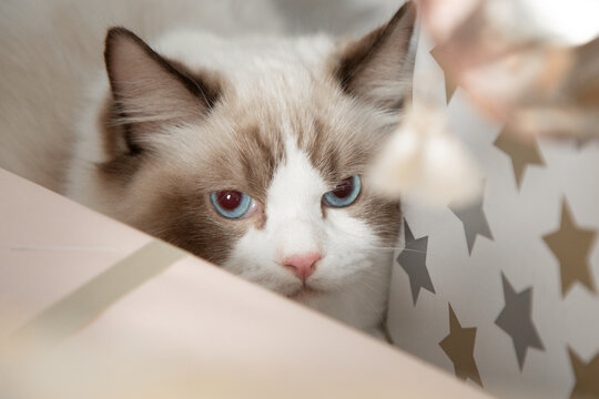 Blue-eyed fluffy cat Ragdoll hid among Christmas gift boxes. Pedigreed cats. Keeping animals. Blue-eyed cats. Favorite pets. Home life. Gifts and pleasures. New Year's holidays.