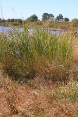 path in the dunes