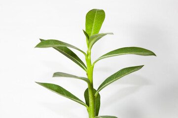 Ornamental plant in a pot of a house.