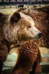 brown bear in zoo