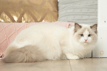 Portrait of thoroughbred blue-eyed ragdoll in perfect shape in home interior. Blue-eyed cats. Pet...