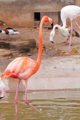 pink flamingo in the zoo