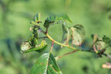 small insect pests brown aphids have clung to the green leaf in the summer garden and spoil the...