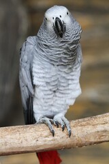 grey parrot on a branch