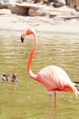pink flamingo in the water
