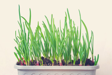 Growing green shallots. Planting onions at home. Close up. Selective focus.