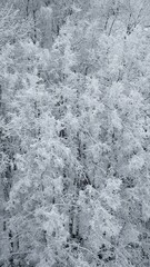 texture of snow on the trees. Vertical background