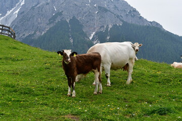 Cows on a meadow 