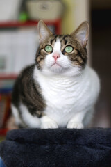 Beautiful tabby cat sitting on a cat tree at home. Selective focus.