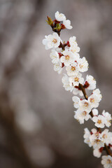 Blooming garden with cherry trees. Spring time. Blooming tree of cherry, apple or appricot flowers. Spring season at countryside. May or April blooming park. Spring in a park. Close up