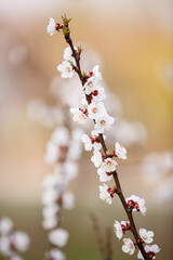 Blooming garden with cherry trees. Spring time. Blooming tree of cherry, apple or appricot flowers. Spring season at countryside. May or April blooming park. Spring in a park. Close up