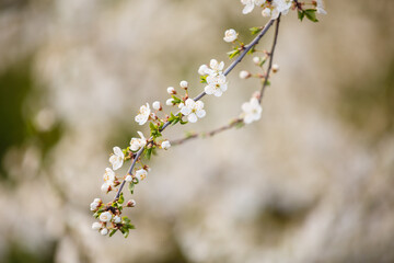 Blooming garden with cherry trees. Spring time. Blooming tree of cherry, apple or appricot flowers. Spring season at countryside. May or April blooming park. Spring in a park. Close up