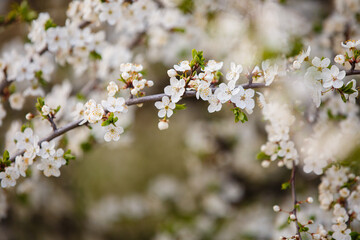 Blooming garden with cherry trees. Spring time. Blooming tree of cherry, apple or appricot flowers. Spring season at countryside. May or April blooming park. Spring in a park. Close up