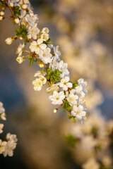 Blooming garden with cherry trees. Spring time. Blooming tree of cherry, apple or appricot flowers. Spring season at countryside. May or April blooming park. Spring in a park. Close up