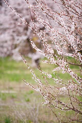 Blooming garden with cherry trees. Spring time. Blooming tree of cherry, apple or appricot flowers. Spring season at countryside. May or April blooming park. Spring in a park. Close up