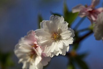 平野神社の冬桜