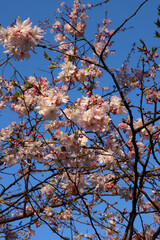 平野神社の十月桜