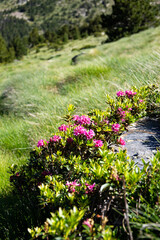 Flora and fauna on the path of the riu valley, Andorra, Catalunya, The Pyrenees, Europe