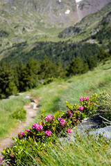 Flora and fauna on the path of the riu valley, Andorra, Catalunya, The Pyrenees, Europe