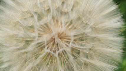 Dandelion seeds close up.White fluffy Dandelions. Natural green blurred spring abstract background.Beautiful Dandelions.Picture for screensaver, wallpaper, card design, cover printing.Horizontal photo