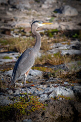 The great blue heron (Ardea herodias) is a large wading bird in the heron family Ardeidae, common near the shores of open water and in wetlands over most of North America and Central America, as well 