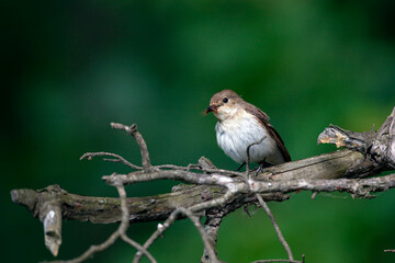 The spotted flycatcher is a small passerine bird in the Old World flycatcher family.
