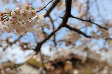 開花が始まった染井吉野