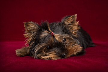 Puppy Yorkshire terrier on a burgundy background.
