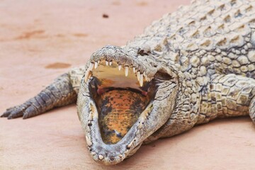 head of a crocodile
