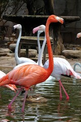 flamingo in the zoo