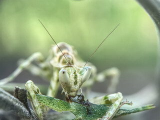 grasshopper on a leaf