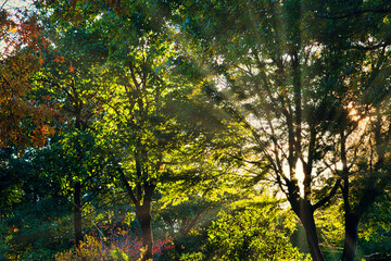 Obraz premium 快晴の秋の日 木漏れ日の差した美しい風景