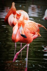 flamingo in the water