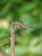 dragonfly on a leaf