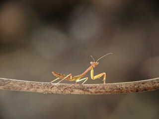 grasshopper on a branch