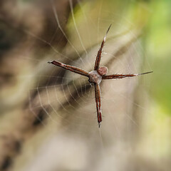 close up of a barbed wire