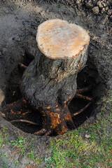 Stump of fruit tree was dug up from all sides with a shovel. Close-up. Thick roots are cleared of soil for removal with chainsaw. Blurred background. Selective focus