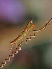 close up of a mantis