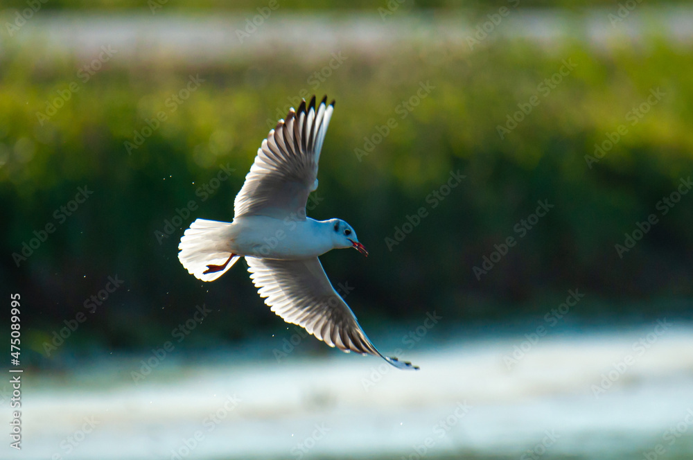 Wall mural black-headed gull (chroicocephalus ridibundus) flying in a marsh