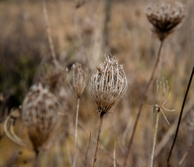 Wild carrot (Daucus carota) in autumn colors, Daucus carota, native to temperate Eurasia and naturalized in Australia and North America; the wild form of the domesticated carrot
