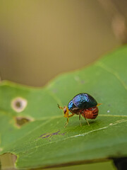 state potato beetle