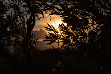 sunset in the forest