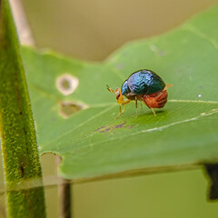 bug on leaf