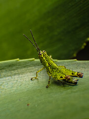 grasshopper on a leaf