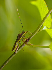 grasshopper on a leaf